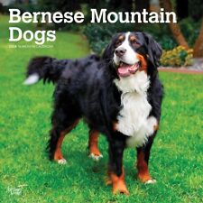 Bernese mountain dogs for sale  EXETER