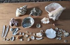 Collection shells pink for sale  LOCHGELLY