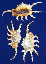 Lambis scorpion spider for sale  Brielle