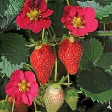 Strawberry plug plants for sale  Shipping to Ireland