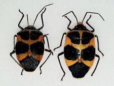 pentatomidae for sale  Shipping to South Africa