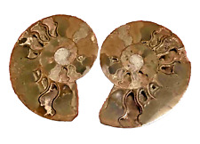 Ammonit cleoniceras geschnitte gebraucht kaufen  Berlin