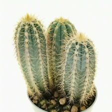 Pilosocereus odilensis cactus for sale  Shipping to Ireland