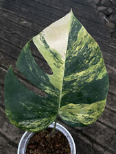 Monstera Deliciosa Aurea Variegated Marmorata 1 leaf - Ship With DHL Express for sale  Shipping to South Africa