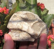 Jehol cretaceous vertebrate for sale  Shipping to Ireland