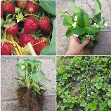 Erdbeeren jung pflanzen gebraucht kaufen  Naumburg