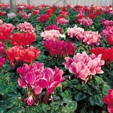 1 Pack 100 Pcs Cyclamen Seeds Beautiful Flower Bonsai For Home Plants S116 for sale  Shipping to South Africa