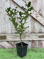 10x english holly for sale  CHORLEY