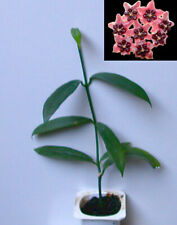 Hoya lobbii pink d'occasion  Toulouse-