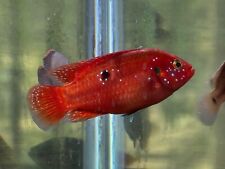 fish cichlid for sale  Lincoln