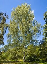 Beautiful weeping silver for sale  MOELFRE