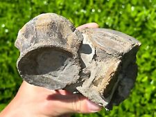 Double fossil mosasaur for sale  Coppell