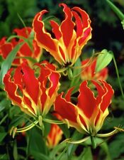 Magnificent lily gloriosa for sale  Shipping to Ireland