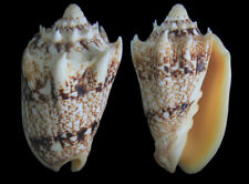 Seashell : Cymbiola chrysostoma  62.3 mm  F+++  (from Indonesia) for sale  Shipping to South Africa