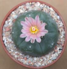 Pink flowered spineless for sale  WALTON ON THE NAZE