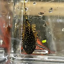 Chocolate pleco bristlenose for sale  Linden