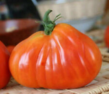 Cuore pomodoro buoi usato  Reggio Calabria