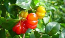 Surinam cherry brazilian for sale  Lakeland