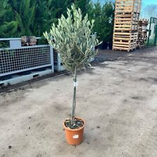 Olive tree 110 for sale  BROADWAY