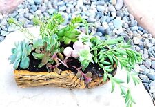 Rustic succulent plant for sale  Buckeye