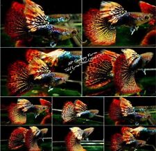 Red dragon guppies for sale  Shipping to Ireland