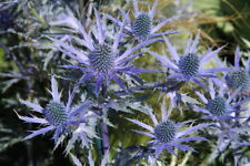 Eryngium sea holly for sale  SCUNTHORPE