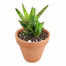 Tiger tooth aloe for sale  Lake Forest