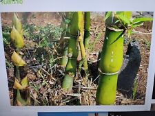 Buddha belly bamboo for sale  Honolulu