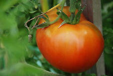 Tomato moskvich finest for sale  SALISBURY