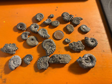 fossil ammonite for sale  WINCHELSEA