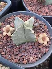 Whitesloanea crassa Rare asclepiad, Pseudolithos cubiformis succulents 3-3.5CM for sale  Shipping to South Africa