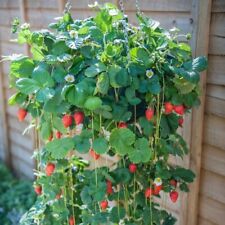 Strawberry fruit mount for sale  IPSWICH