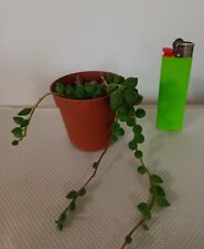 Senecio rowleyanus pianta usato  Lentini