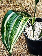 Aspidistra elatior variegata gebraucht kaufen  Hamburg