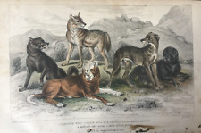 Antique print wolf for sale  TORRINGTON