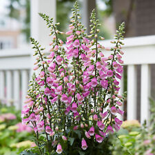 Digitalis Panther - Foxglove | Outdoor Potted Perennial Plants Garden Ready for sale  UK
