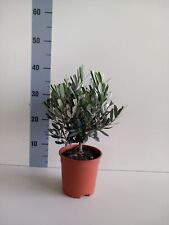 Pianta olivo certificata usato  Milazzo