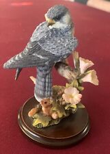 Rare peregrine falcon for sale  Benicia