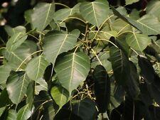 Ficus Religoisa Pipple/Peeple Árbol Bodhi 60-80 cm de alto en maceta de 2 litros, usado segunda mano  Embacar hacia Mexico