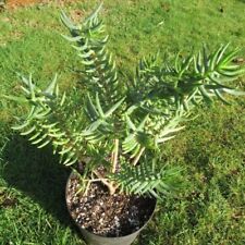 Crassula tetragona cuttings for sale  Shipping to Ireland