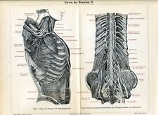 Anatomy trunk nerves d'occasion  Saint-Cyprien