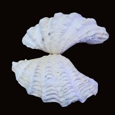 Tridacna squamosa clam for sale  Yorba Linda