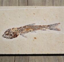 Fish fossil sp. for sale  Saint Clair Shores