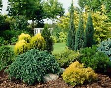 Hardy mixed conifer for sale  IPSWICH
