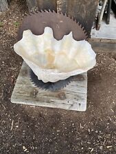 giant sea shell for sale  Naples