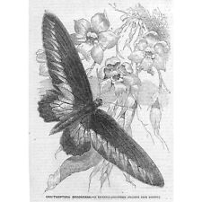 BUTTERFLY Ornithoptera Brookeana - Antique Print 1855, used for sale  Shipping to South Africa