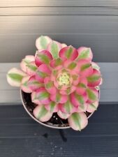 Aeonium pink witch for sale  KILMARNOCK