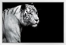 White tiger black for sale  Mount Vernon