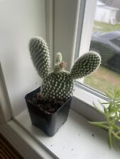 Mini starter cactus for sale  Clayton