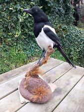 Taxidermy magnificent magpie for sale  BRISTOL